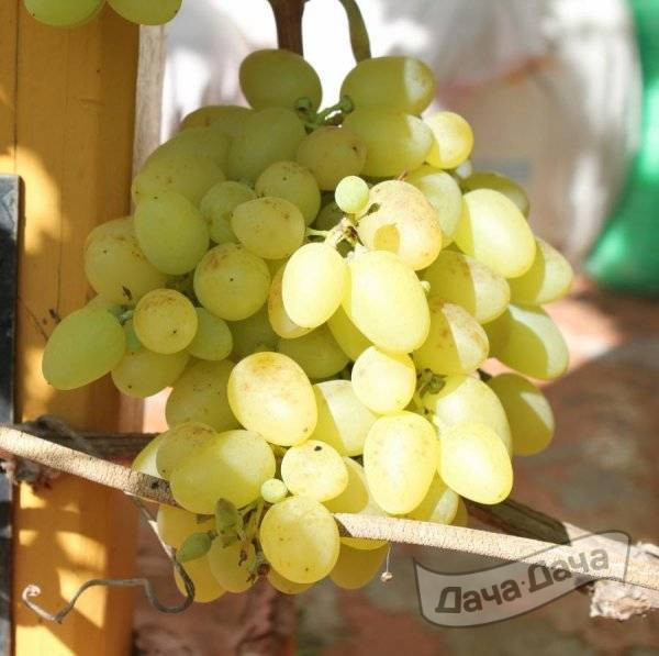 Виноград плодовый Надежда Аксайская (желтый)