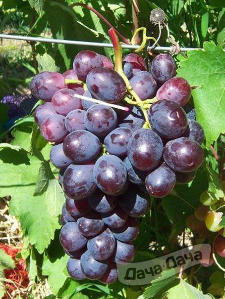 Виноград плодовый Памяти Учителя (розовый)