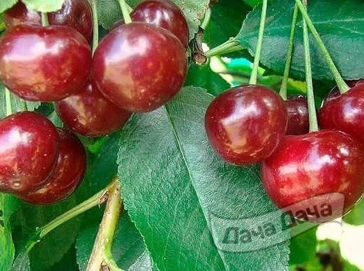 Вишня Апухтинская