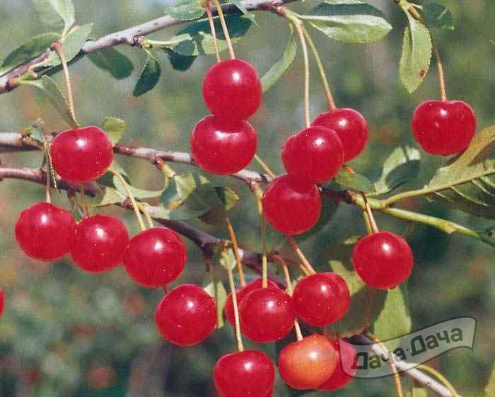 Вишня Заря Татарии