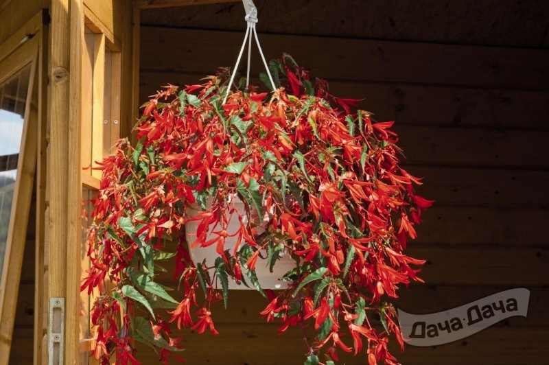 Бегония Санта Круз