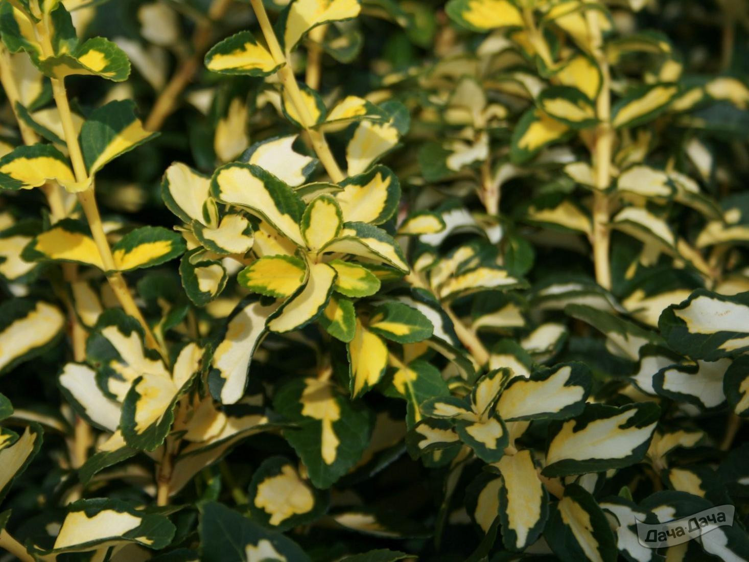 Бересклет форчуна Блонди