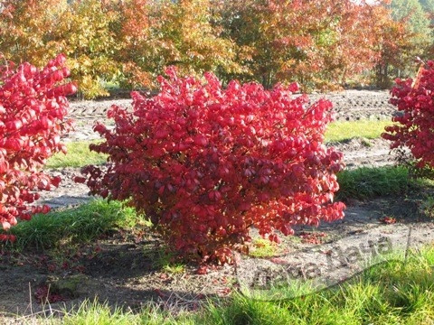 Бересклет крылатый Блейд Раннер