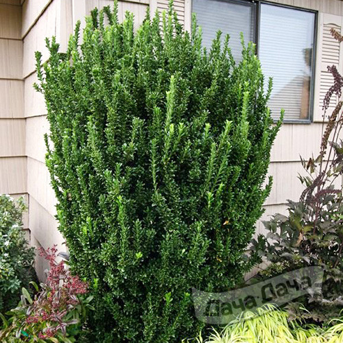 Бересклет японский Грин Спайр