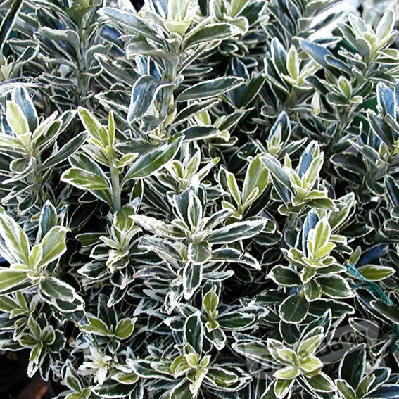 Бересклет японский Микрофилус Альбовариегата