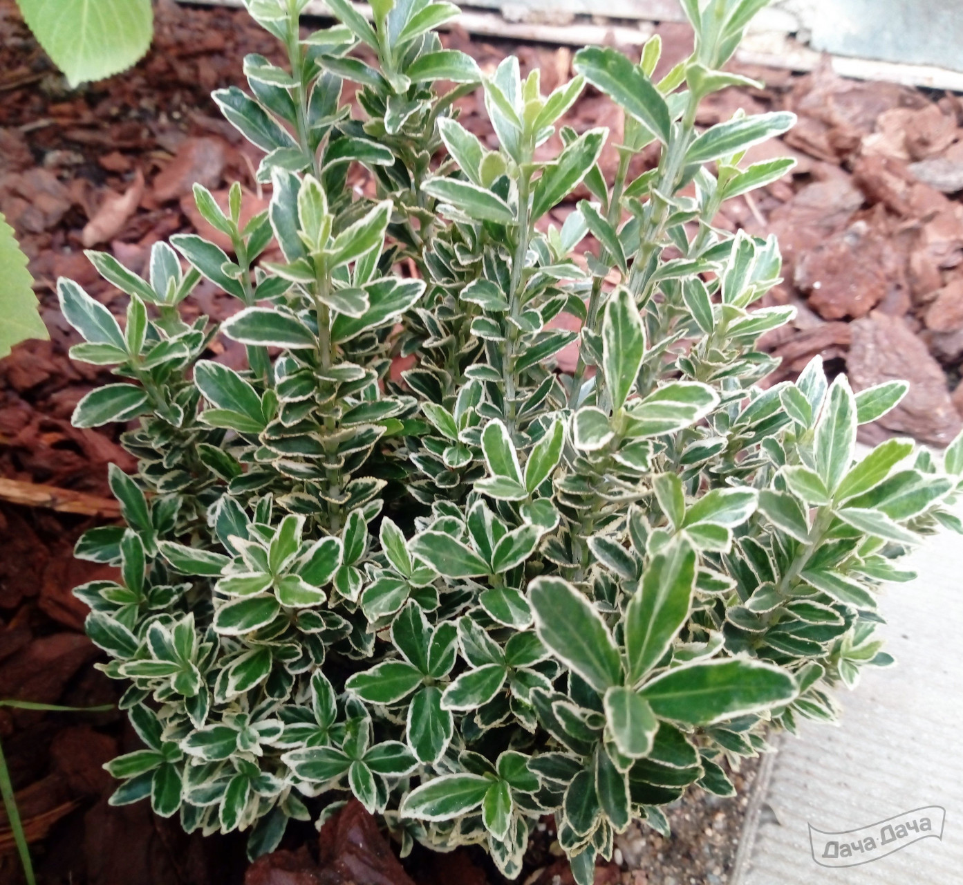 Бересклет японский Микрофилус