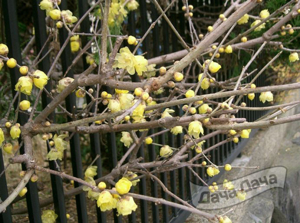 Химнонант скороспелый