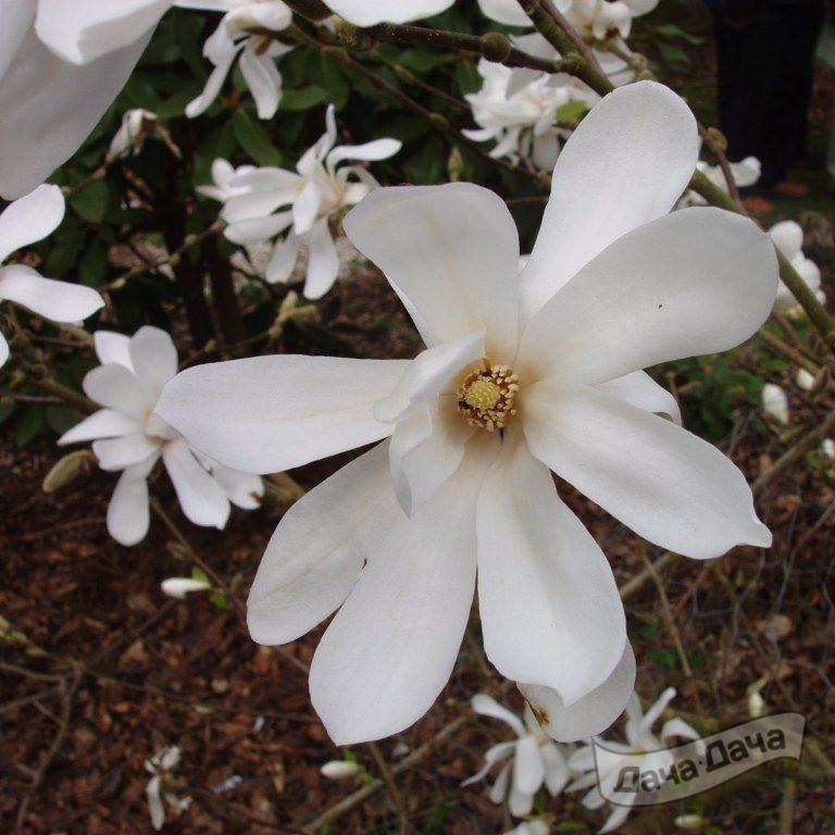 Магнолия Лебнера Донна