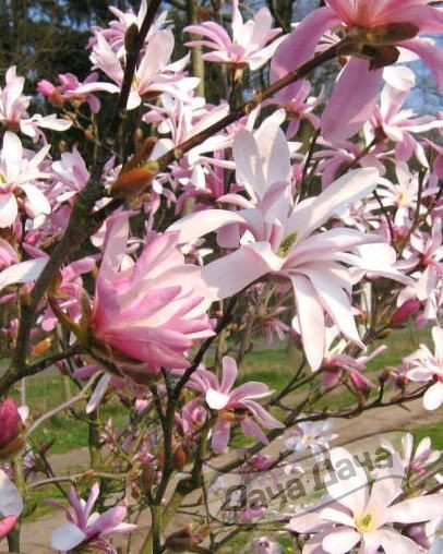 Магнолия Леонард Мессел