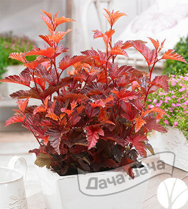 Пузыреплодник калинолистный Литл Энджел