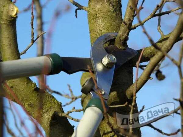 Облепиха, яблоня, груша - как обрезать осенью   