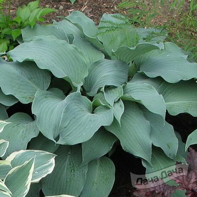 Хоста Блю Веджевуд