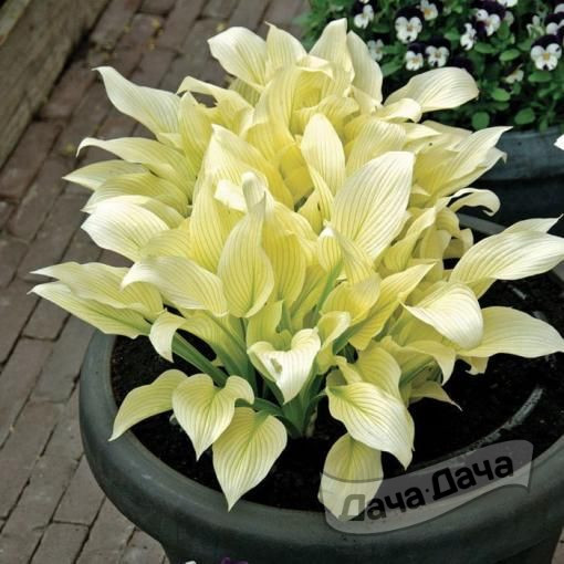 Хоста Вайт Фезер