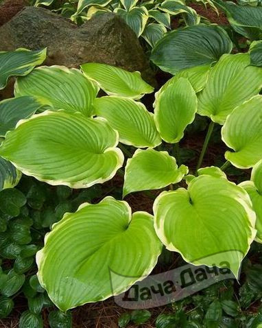 Хоста Винтерсноу