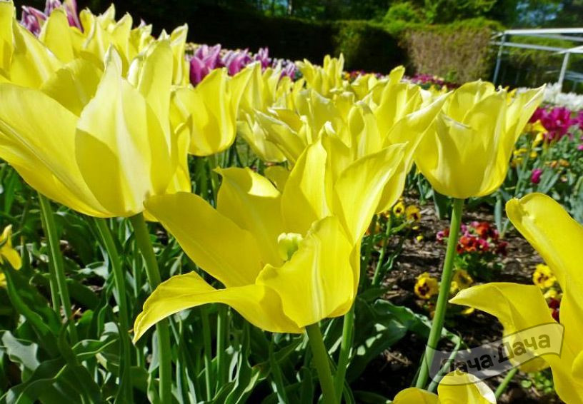 Тюльпан лилиецветный Баллад Голд