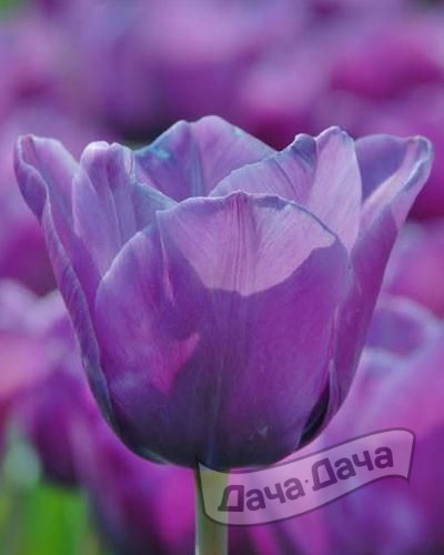 Тюльпан триумф Блю Амэйбл