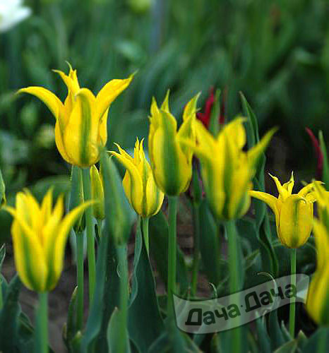 Тюльпан лилиецветный Дэнсинг Шоу