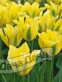 Тюльпан зеленоцветный Еллоу Спринг Грин