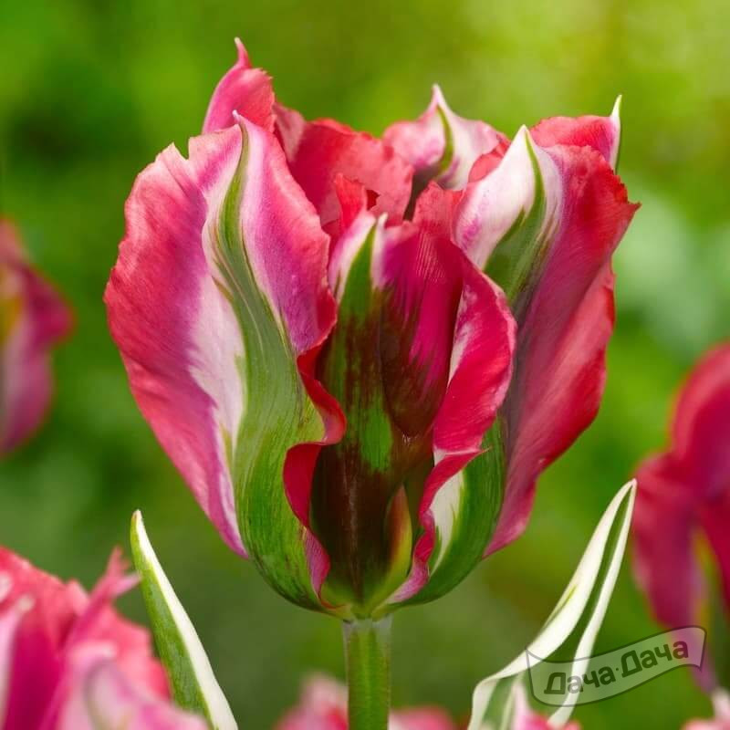 Тюльпан зеленоцветный Эсперанто