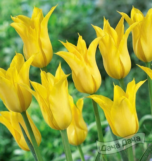 Тюльпан лилиецветный Флэшбэк