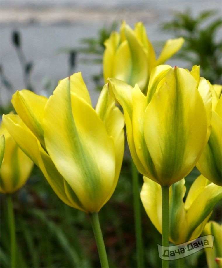 Тюльпан зеленоцветный Формоса