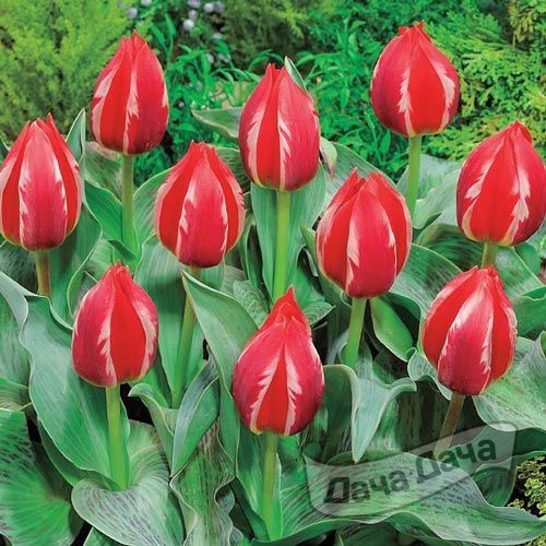 Тюльпан Френдли Файр