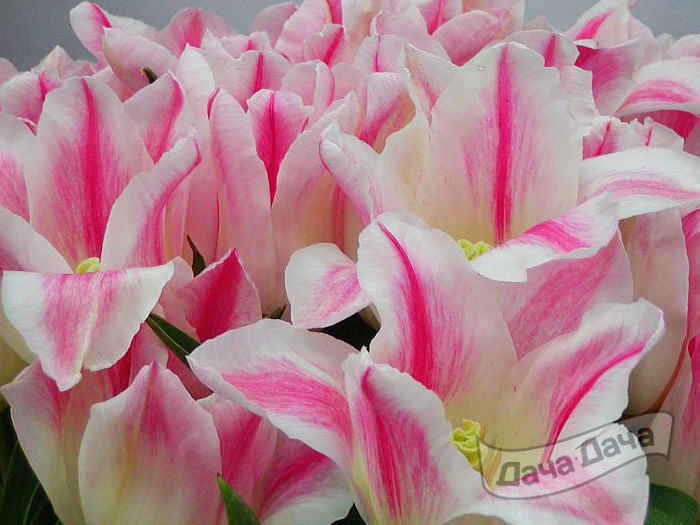 Тюльпан лилиецветный Холанд Чик