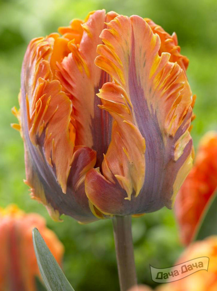 Тюльпан попугайный Оранж Рококо