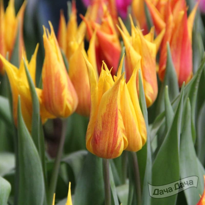 Тюльпан лилиецветный Вендеглоб