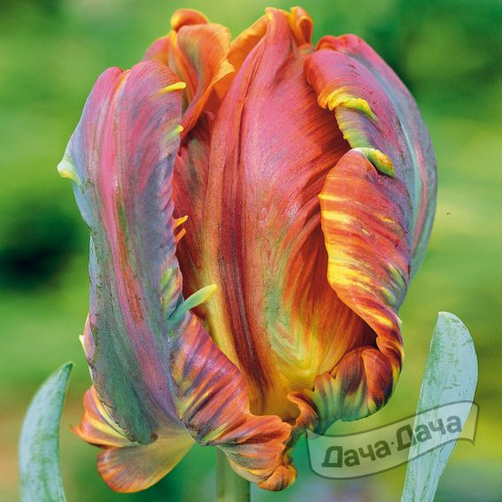 Тюльпан попугайный Блюмекс