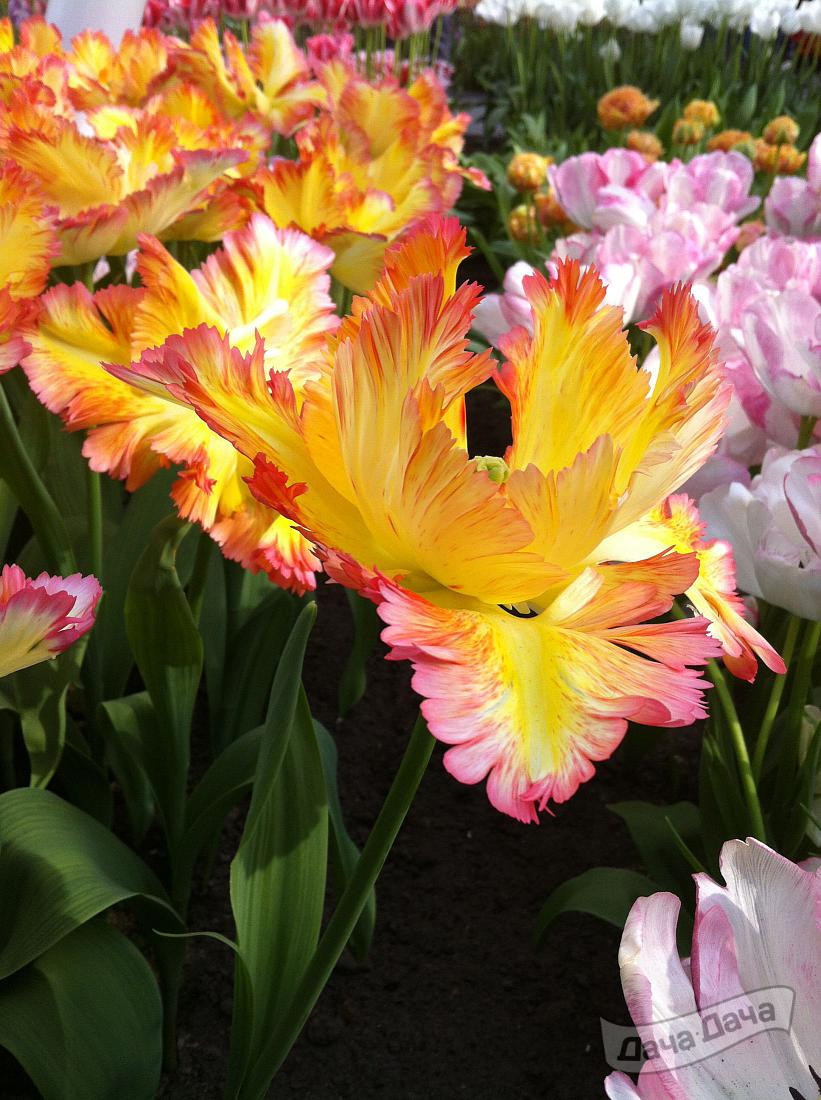 Тюльпан попугайный Карибеан Перрот