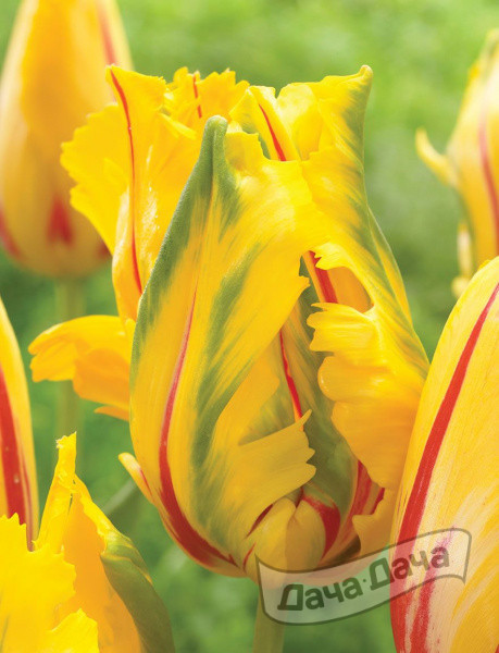 Тюльпан попугайный Ла Кортин Пэррот