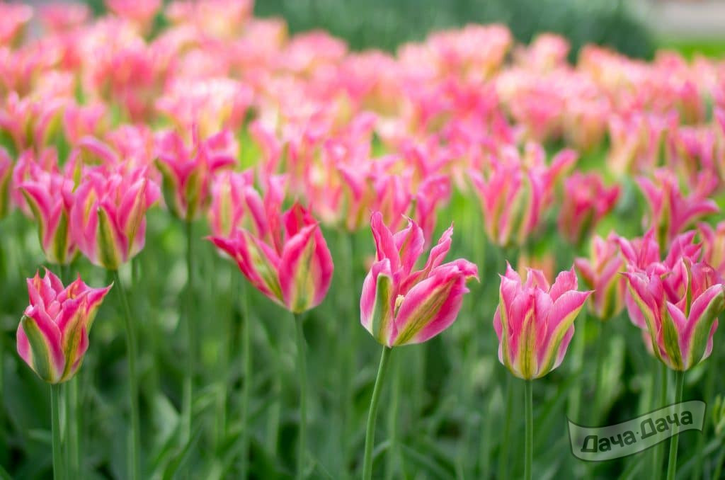 Тюльпан зеленоцветный Виричик