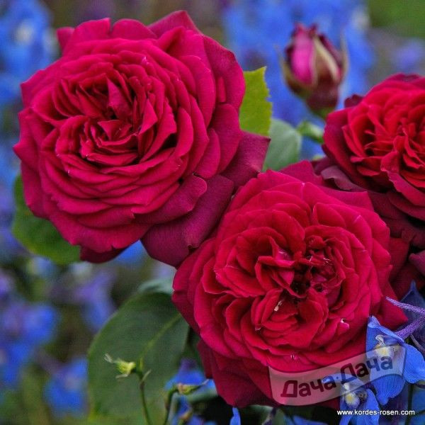 Роза чайно-гибридная Графин Диана