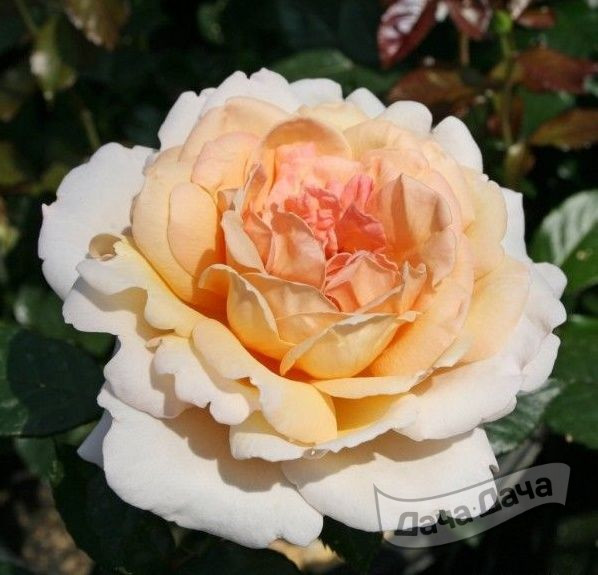 Роза чайно-гибридная Гроссергерцогин Луиз