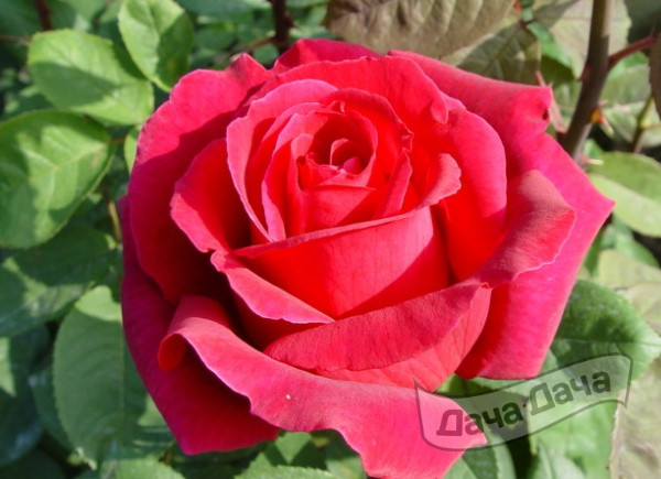 Роза чайно-гибридная Илона