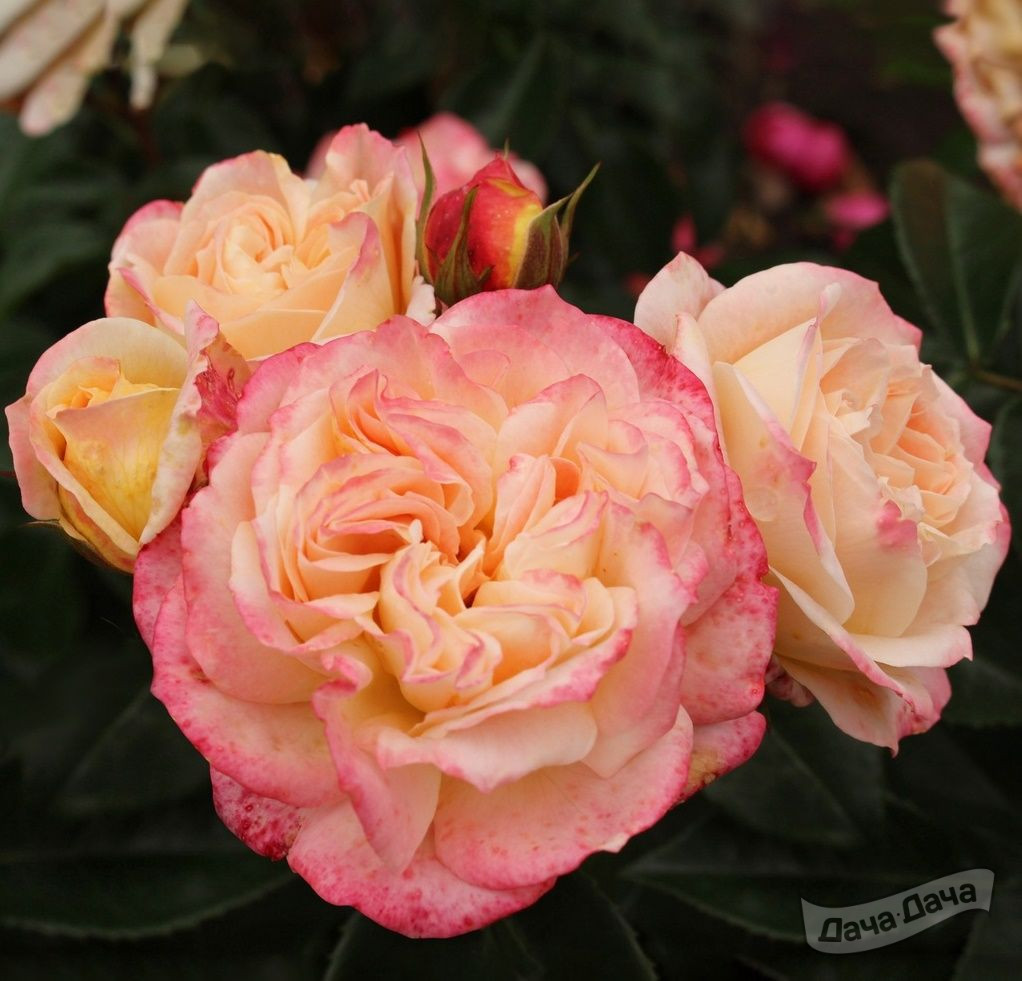 Роза чайно-гибридная Конкорд