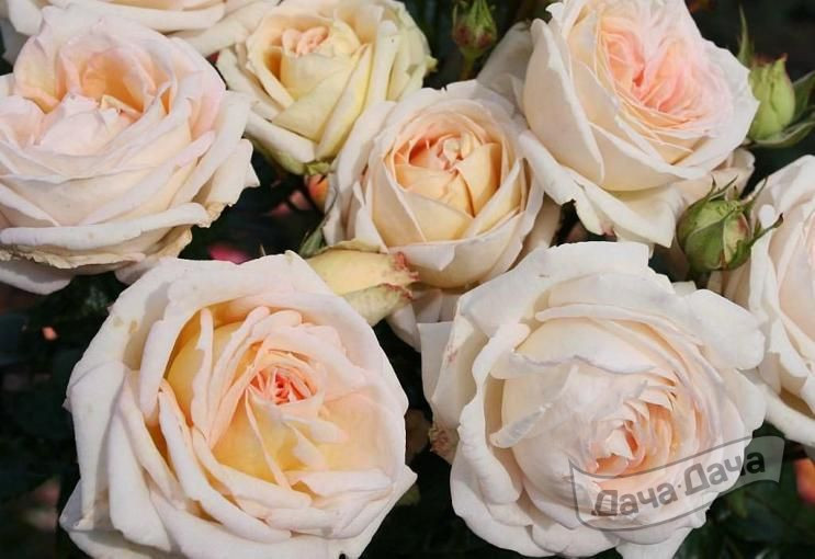 Роза чайно-гибридная Мадам Анисетт