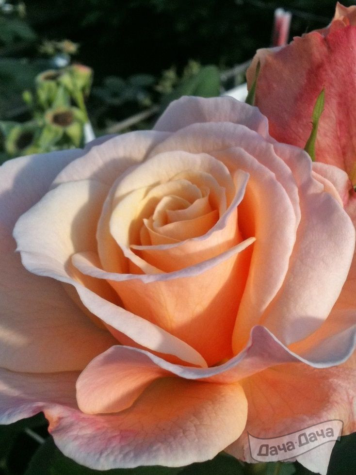 Роза чайно-гибридная О Хеппи Дей