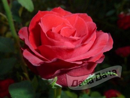 Роза чайно-гибридная Силена