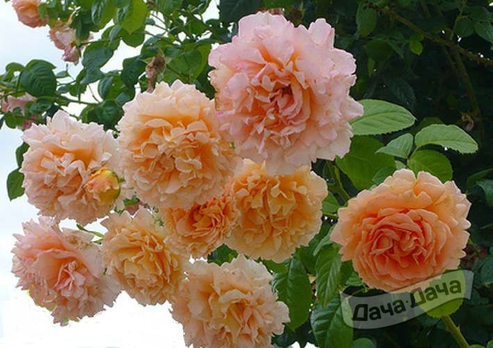 Роза плетистая Полька (Rose climbing Polka) - описание сорта, фото, саженцы, посадка, особенности ухода. Дачная энциклопедия.