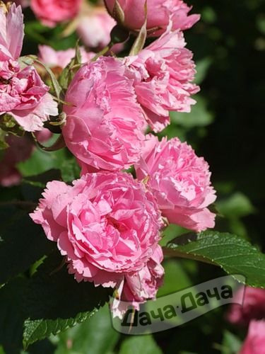 Роза полиантовая Пинк Гротендорст