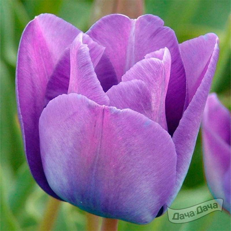 Тюльпан Блю Амабиль