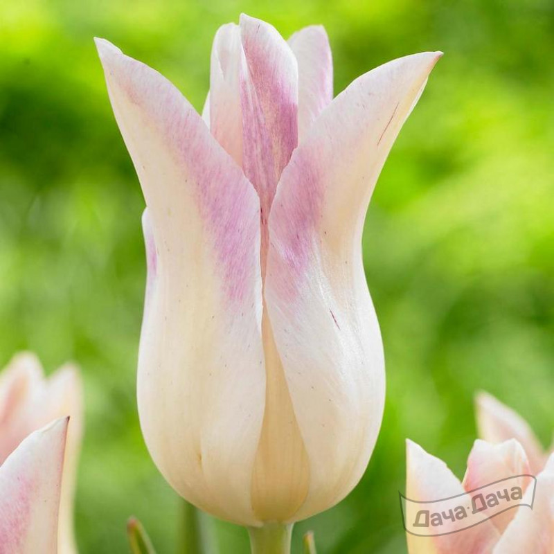 Тюльпан лилиецветный Лили Леди