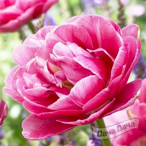 Тюльпан махровый поздний Авейрон