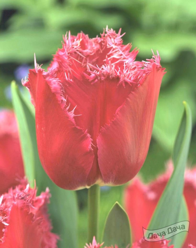 Тюльпан бахромчатый Мустанг