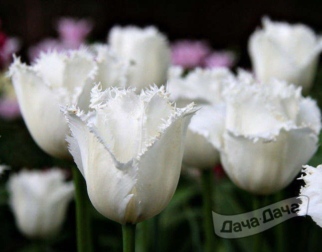 Тюльпан бахромчатый Дайтона