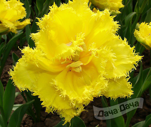 Тюльпан махровый бахромчатый Экзотик Сан