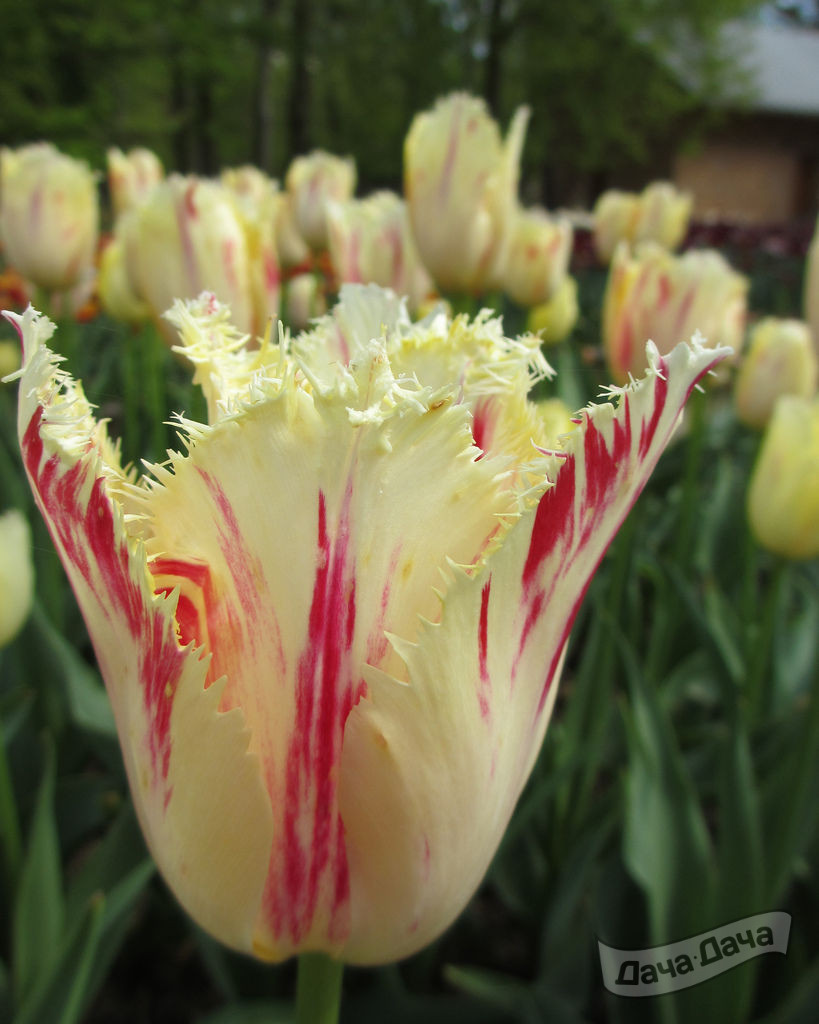 Тюльпан бахромчатый Карусель