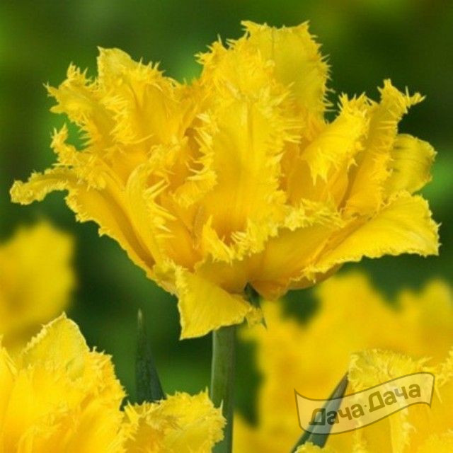 Тюльпан бахромчатый Криспи Мэри